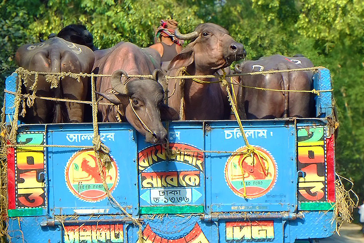 30 Years Traveling - New Customer Rates Tres Hombres Carry-on Bag "On Top"