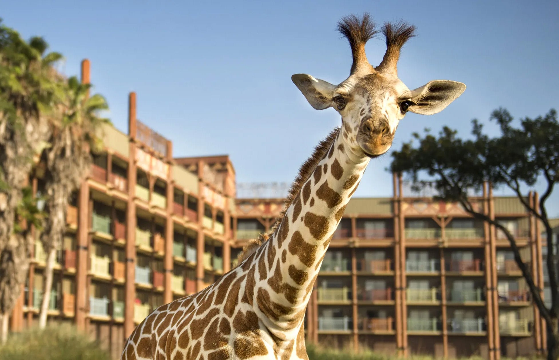 On Defining an Urban Safari