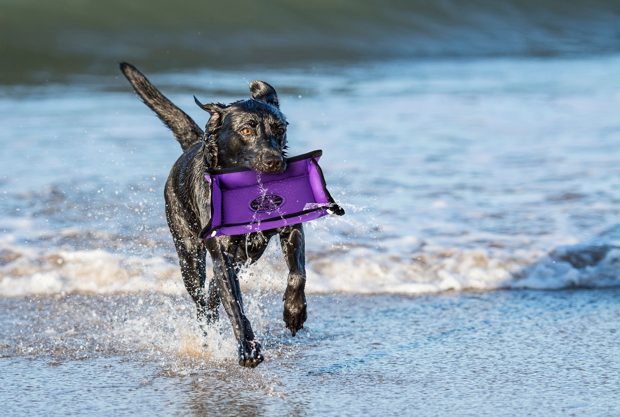 Travel Basket Masquerades as Dog Toy