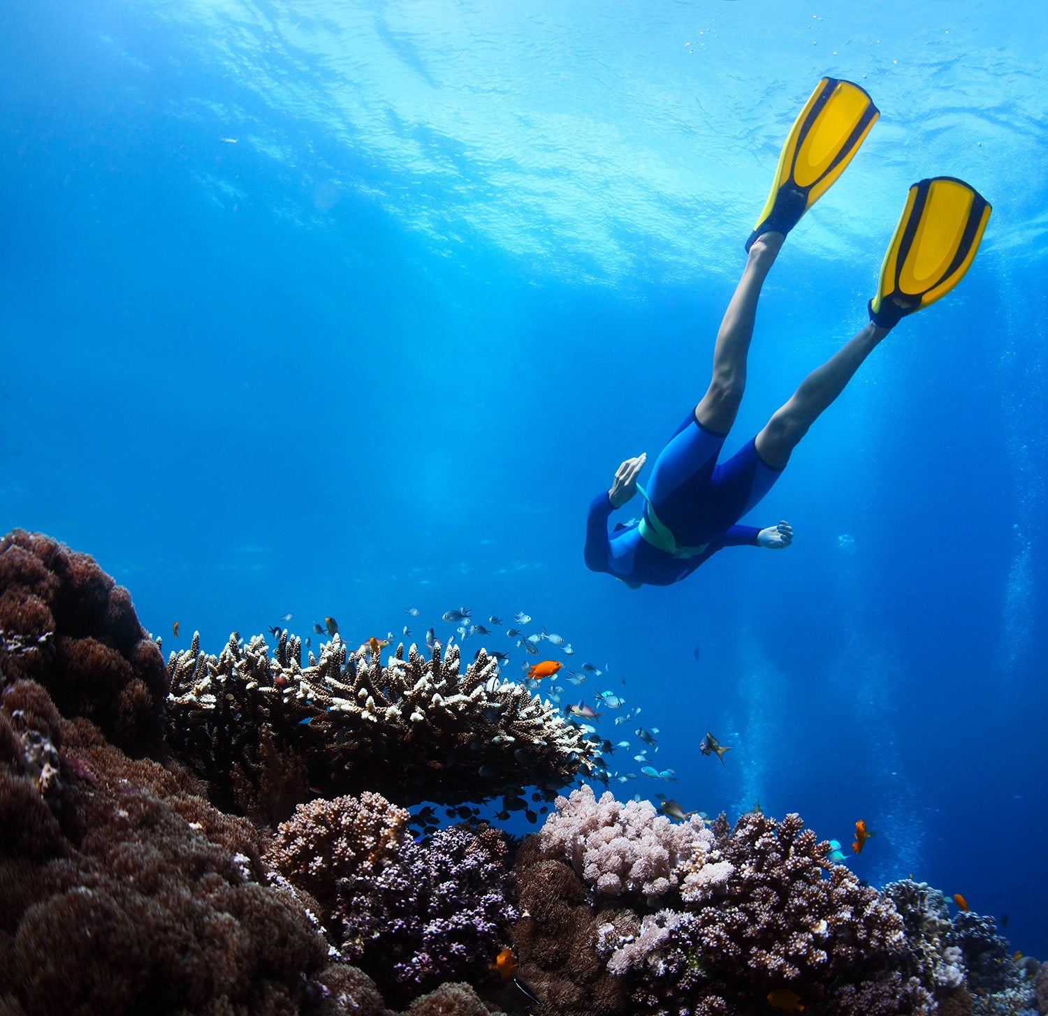 An Invitation to the Most Beautiful Diving Site - Cocos Island Part 1