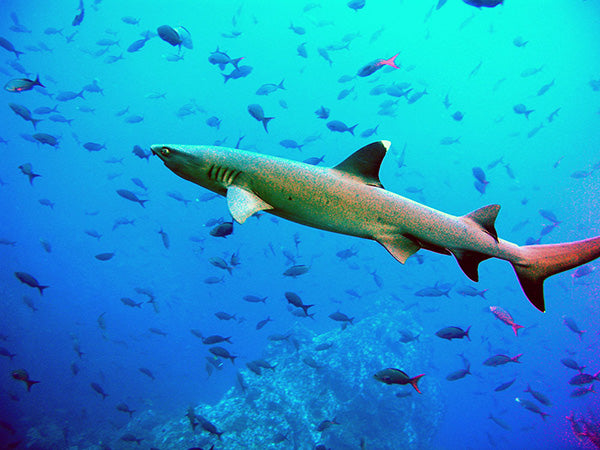 Eat, Sleep, Dive - Treasures and Sharks in Costa Rica - Cocos Island Part 4