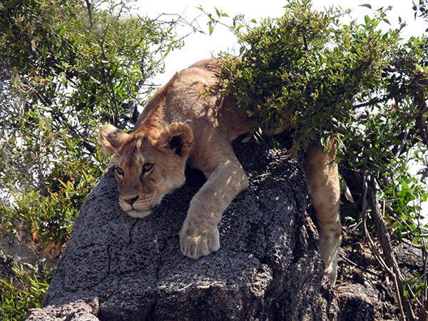 Red Oxx Gear Fulfills Dream of Photo Safari on Serengeti