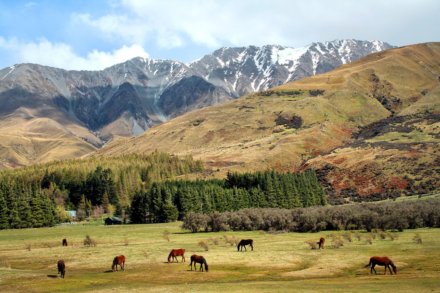 Chica's Chillin' with Kaimanawa Horses in New Zealand
